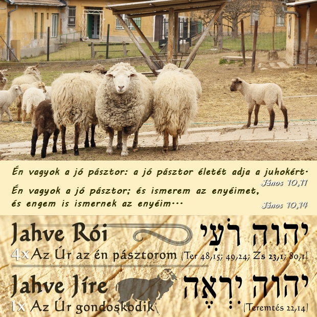 A juhok ismerik pásztoruk hangját és követik őt.